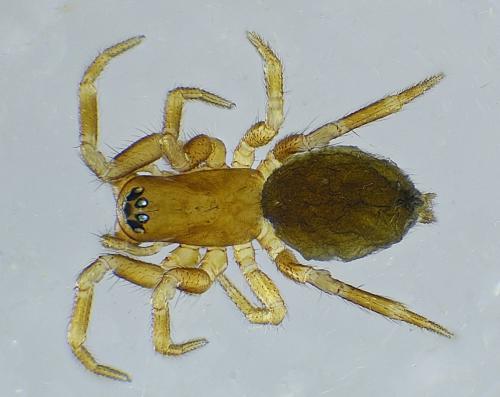 Réf. 235 924 : Tapinocyba pallens